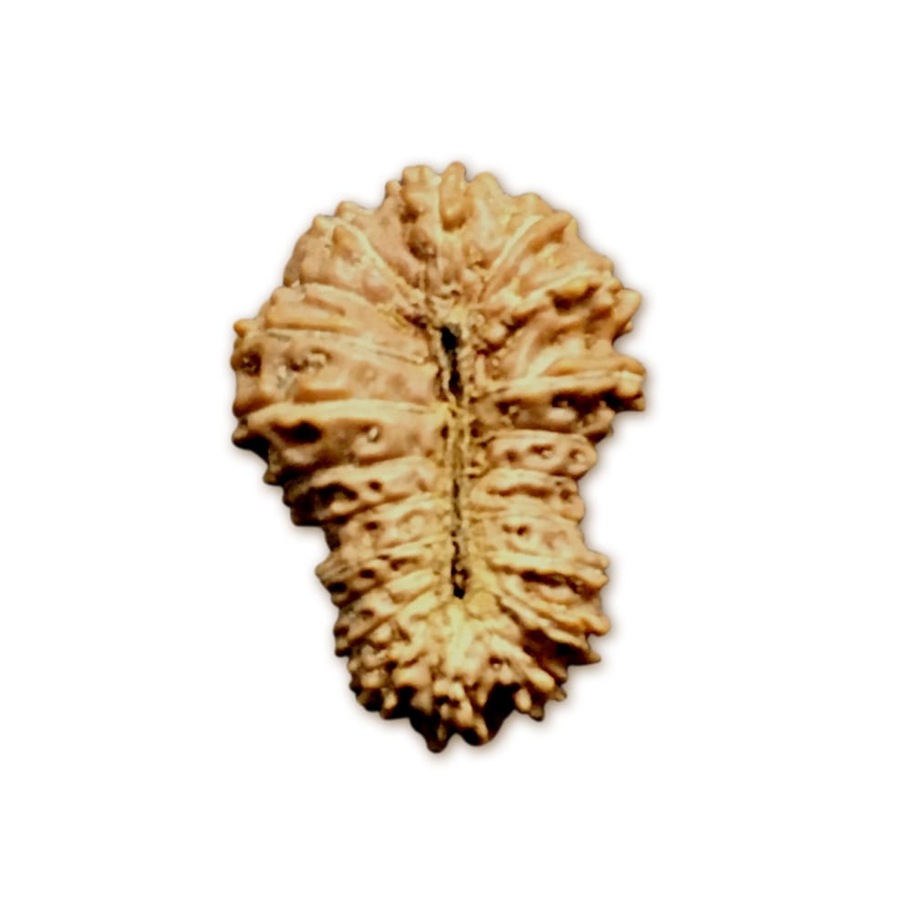 Rudraksha Indonesia 21 Mukhi (16mm+ có X-quang) – Ân điển tối cao để giải thoát, bảo vệ và phát triển tâm linh