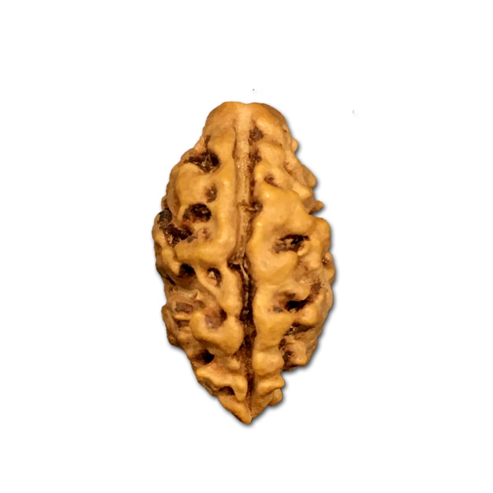 Rudraksha Nepal 2 Mukhi Cỡ Trung