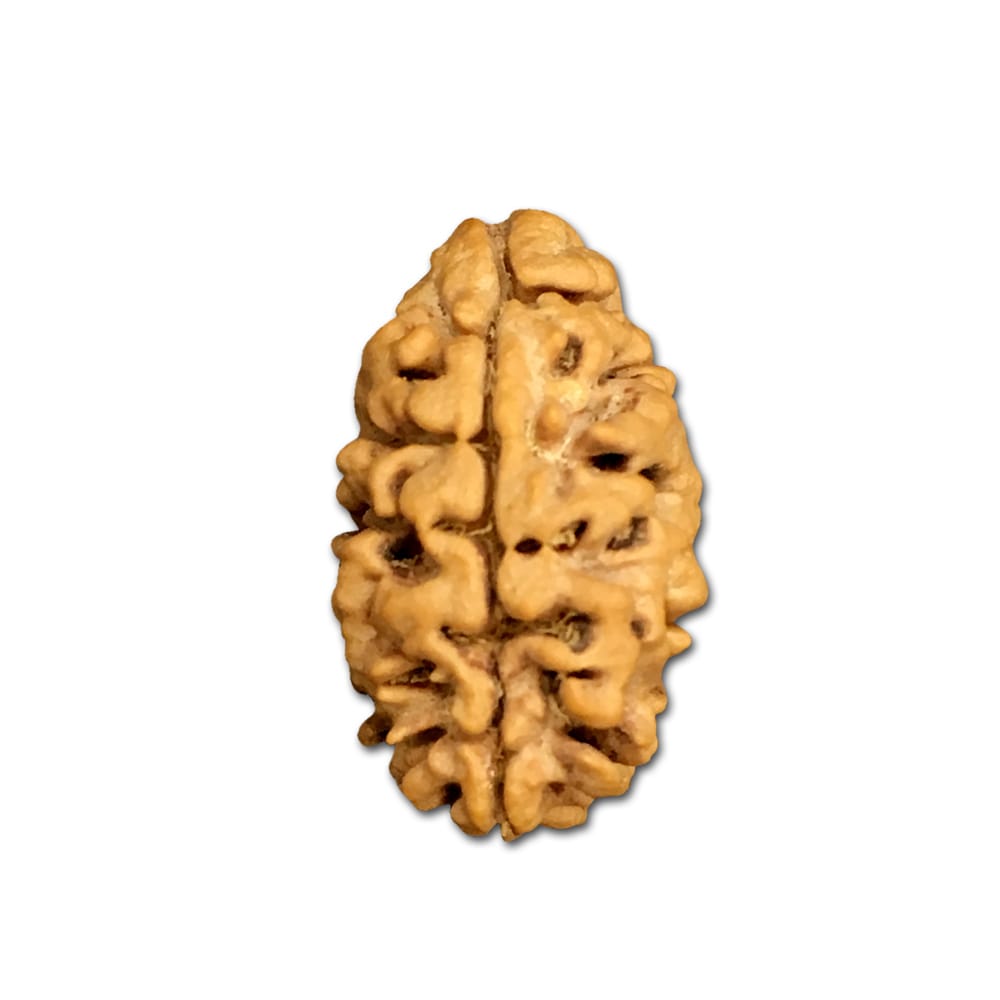 Nhà sưu tầm Rudraksha 2 Mukhi Nepal