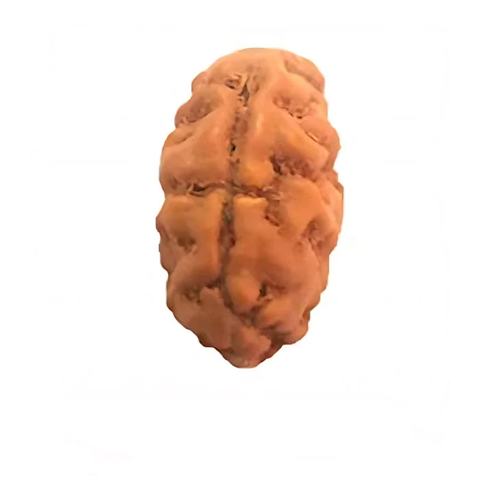 2 Mukhi Indonesian Rudraksha – X-Ray Certified Bead for Love, Harmony & Relationships