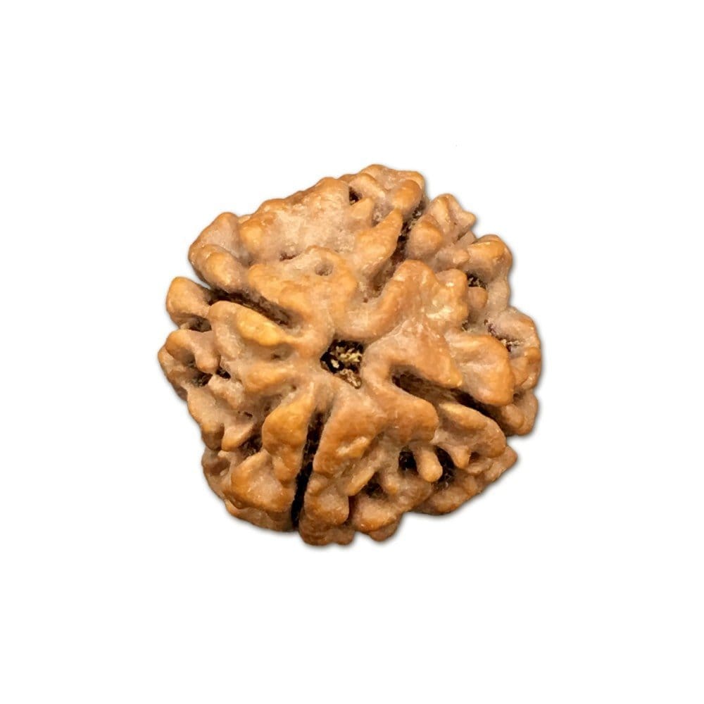 4 Mukhi Nepal Rudraksha (Full Seed) – X-Ray Certified Bead for Knowledge, Focus & Communication