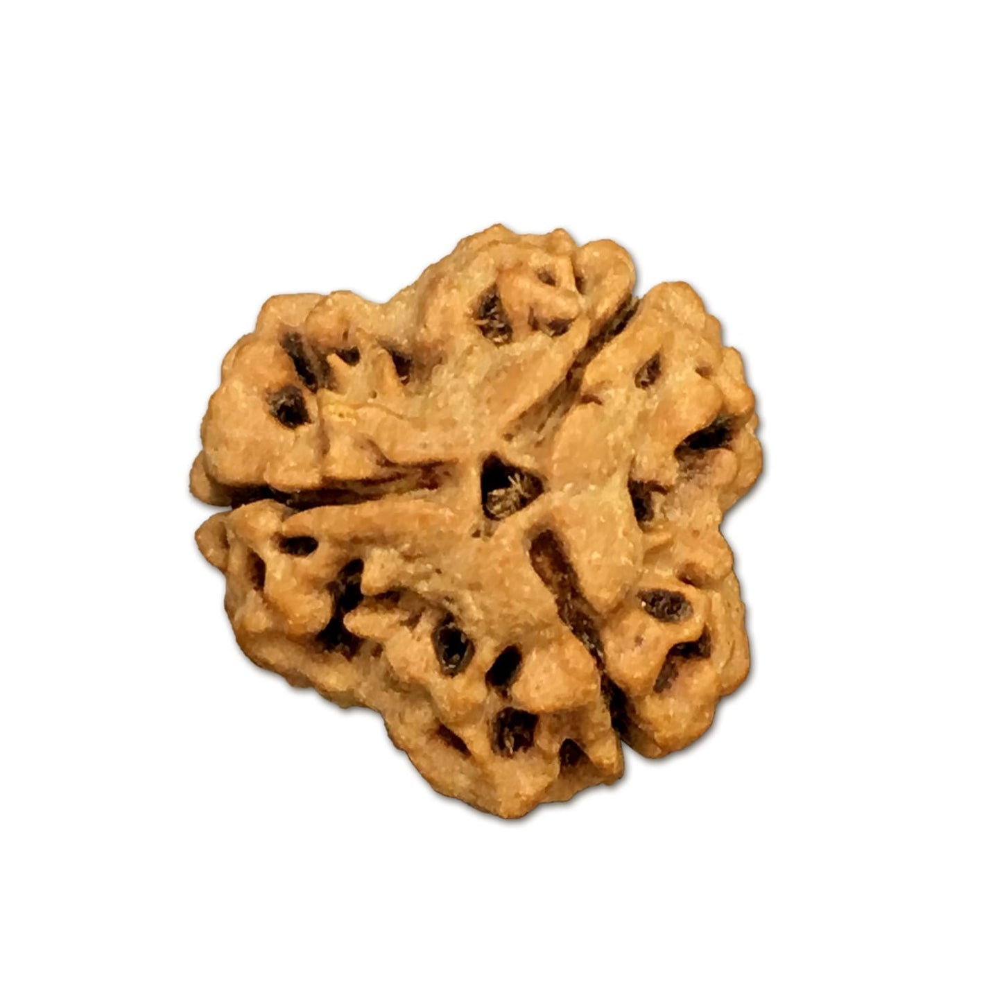 Rudraksha Nepal 3 Mukhi cỡ lớn