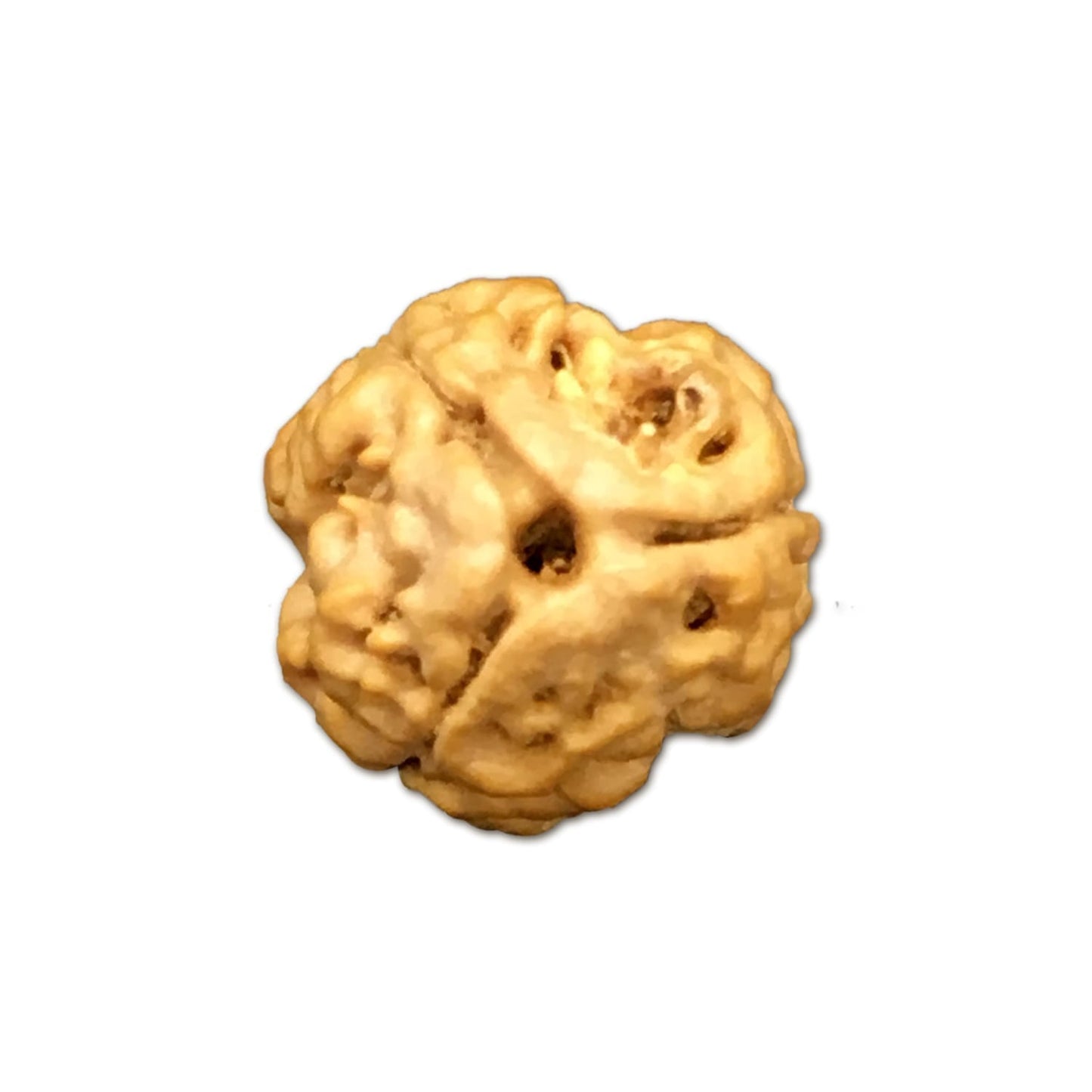 Rudraksha 3 Mukhi Nepal cỡ nhỏ