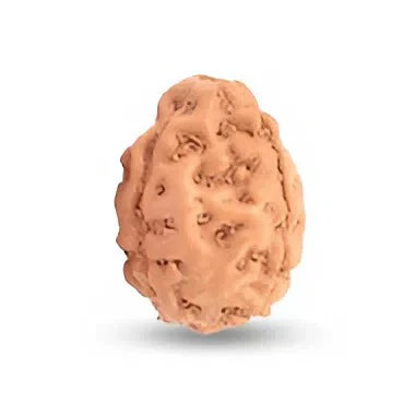 3 Mukhi Indonesian Rudraksha – X-Ray Certified Bead for Confidence, Energy & Emotional Release