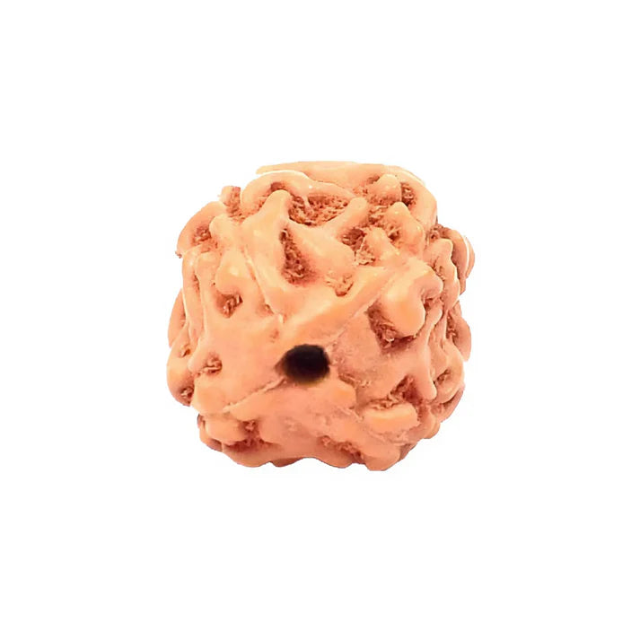 4 Mukhi Indonesian Rudraksha – X-Ray Certified Bead for Knowledge, Focus & Communication