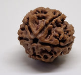 Rudraksha 5 Mukhi Nepal Chất Lượng Cao Cấp - Đặc Biệt Mừng Lễ Shivaratri - 6 chiếc