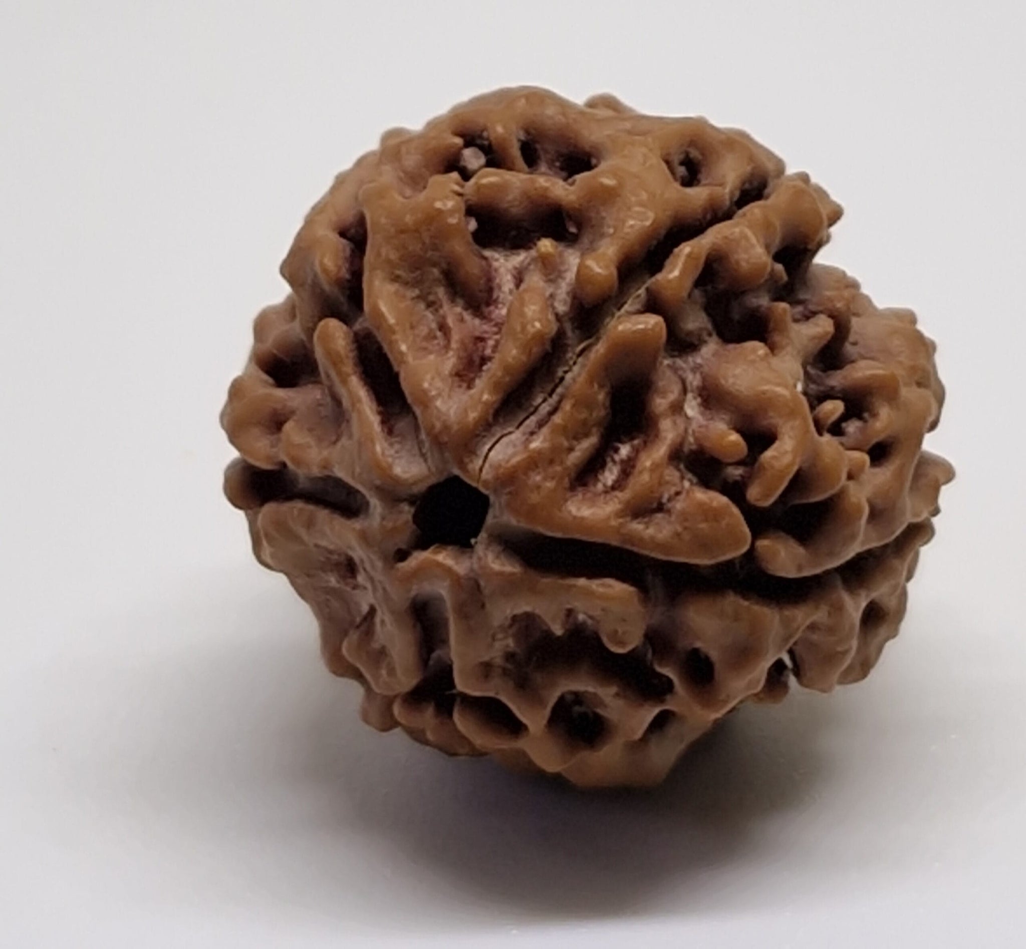 Rudraksha 5 Mukhi Nepal Chất Lượng Cao Cấp - Đặc Biệt Mừng Lễ Shivaratri - 6 chiếc