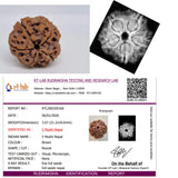 🕉️ 5 Mukhi Nepal Rudraksha – Sacred Bead of Lord Kalagni Rudra for Peace, Health & Protection
