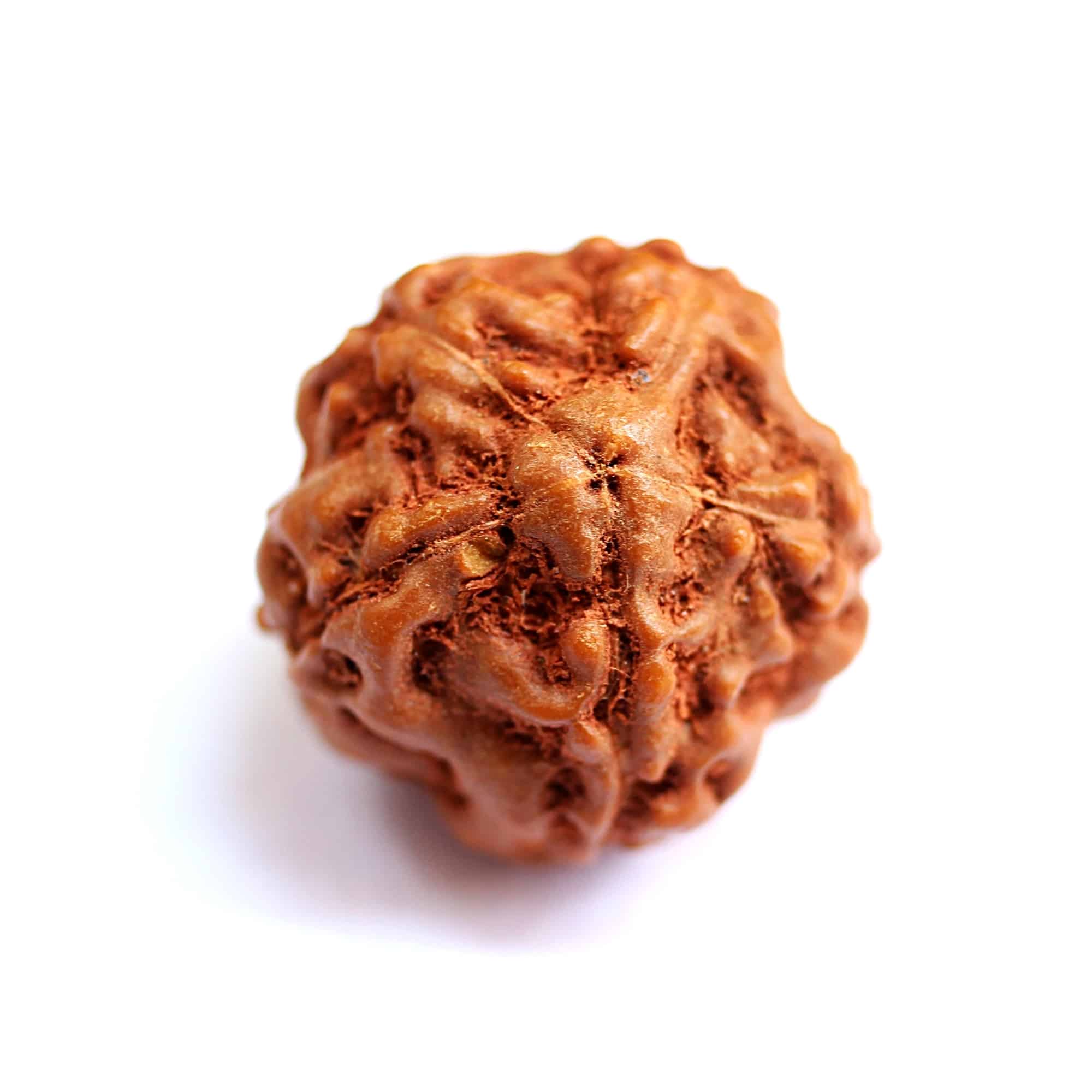 Rudraksha 5 Mukhi Indonesia