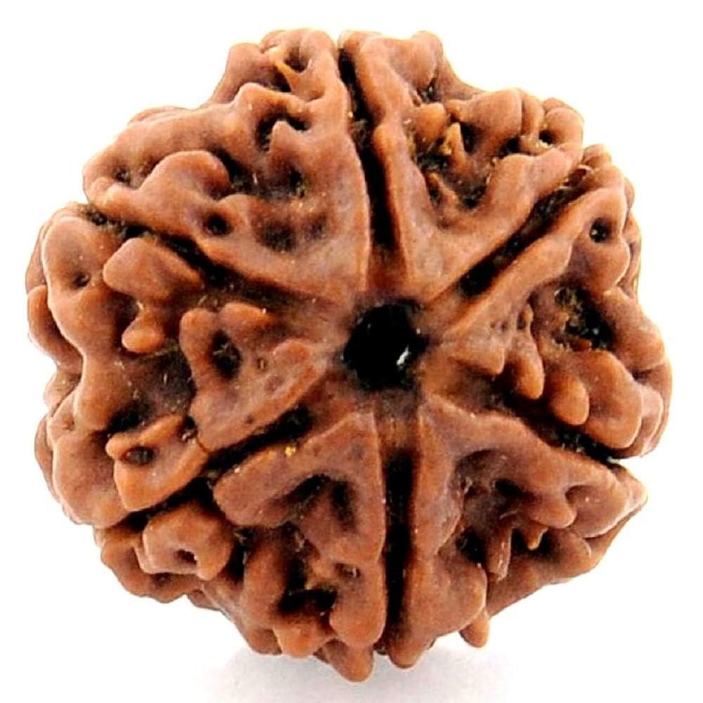 6 Mukhi Nepal Rudraksha (Full Seed) – X-Ray Certified Original Six Face Bead