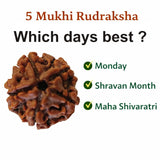 5 Mukhi Nepal Rudraksha (20–21mm) – Full Seed, X-Ray Certified Original Bead