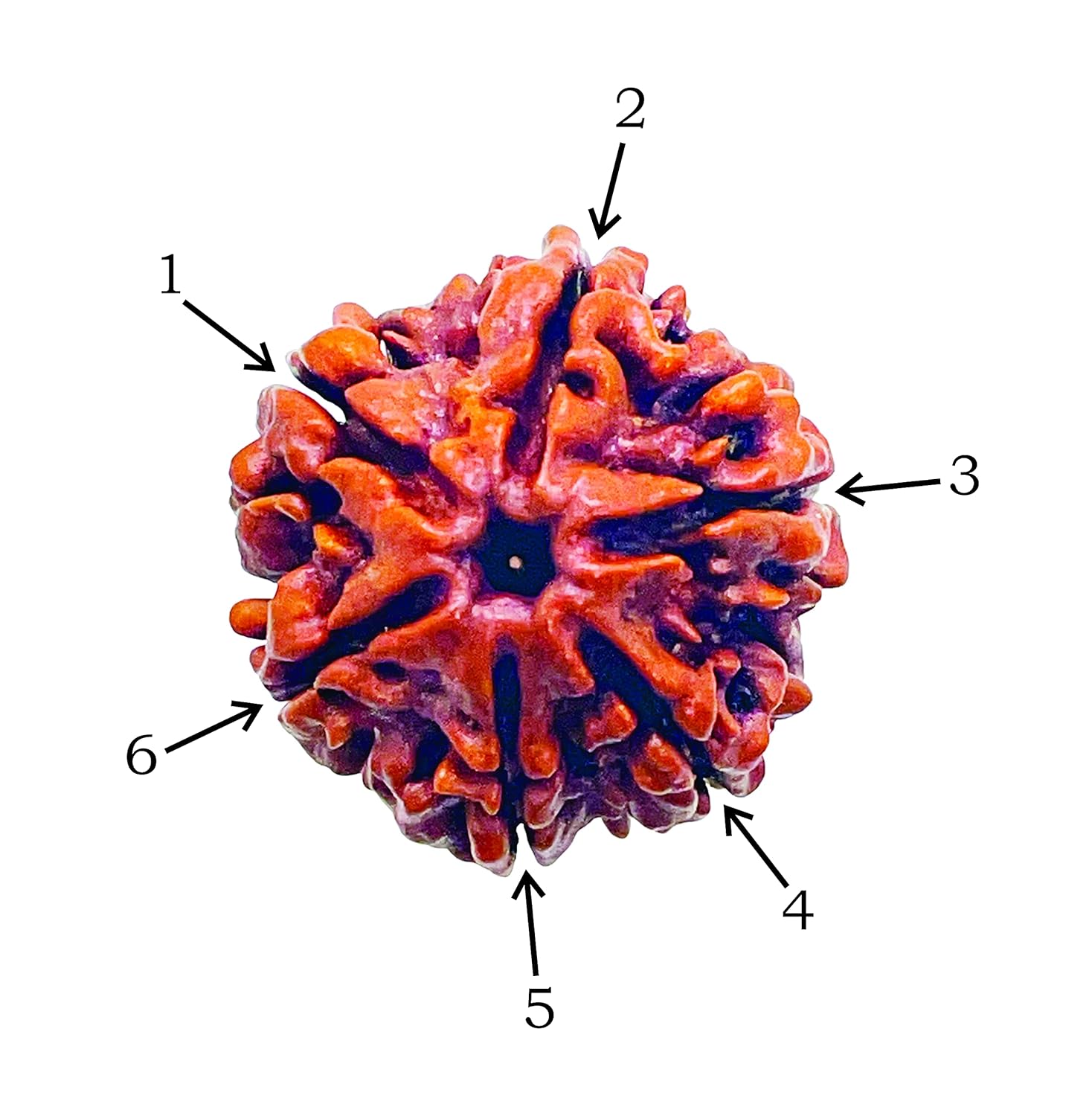 6 Mukhi Nepal Rudraksha (Full Seed) – X-Ray Certified Original Six Face Bead