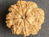 8 Mukhi Nepal Rudraksha (Full Seed) – X-Ray Certified Bead for Success, Obstacle Removal & Protection