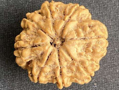 8 Mukhi Nepal Rudraksha (Full Seed) – X-Ray Certified Bead for Success, Obstacle Removal & Protection