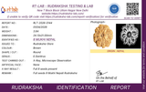 8 Mukhi Nepal Rudraksha (Full Seed) – X-Ray Certified Bead for Success, Obstacle Removal & Protection
