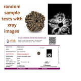 🕉️ Chuỗi Hạt Rudraksha Nepal 5 Mukhi – 54 + 1 Hạt (18–19 mm, Chứng nhận Phòng thí nghiệm & Xác minh bằng X-quang)