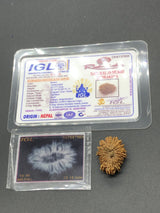 18 Mukhi Nepal Rudraksha 18 mặt 25.15mm 2.77 GMS