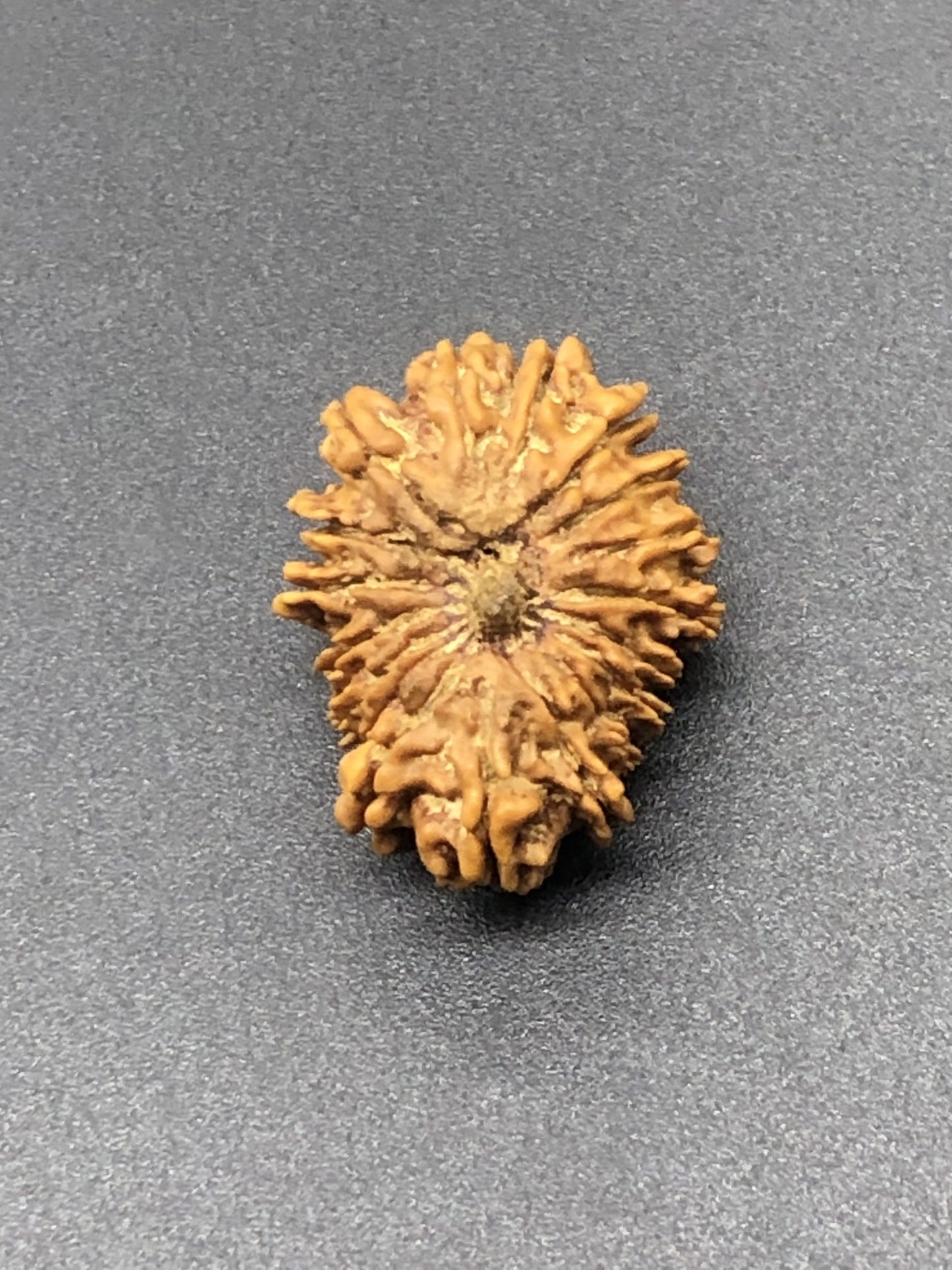 18 Mukhi Nepal Rudraksha 18 mặt 25.15mm 2.77 GMS