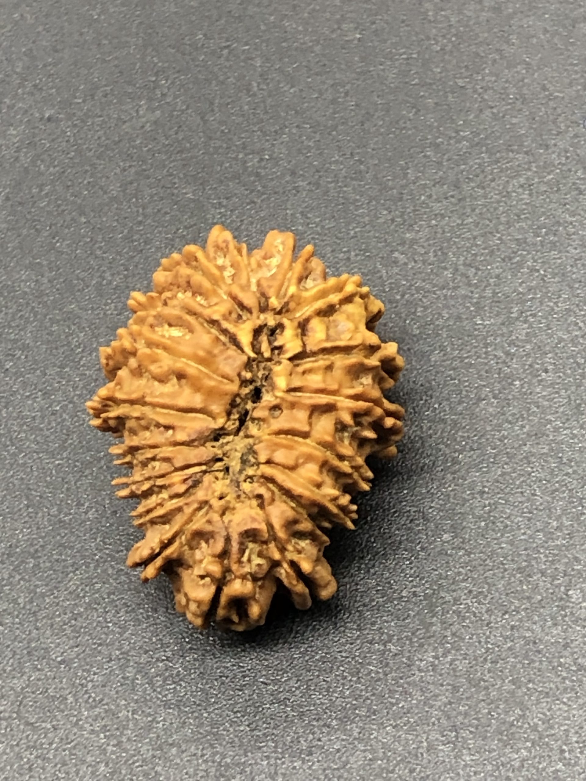 18 Mukhi Nepal Rudraksha 18 mặt 25.15mm 2.77 GMS