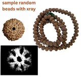 Vòng 7 Mukhi Rudraksha – 108+1 hạt (Nguồn gốc Indonesia, 11–15mm)