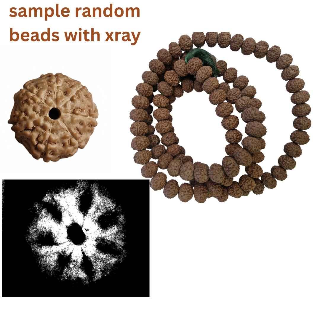Vòng 7 Mukhi Rudraksha – 108+1 hạt (Nguồn gốc Indonesia, 11–15mm)