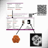 3 Mukhi Nepal Rudraksha (18–20mm) – Full Seed, X-Ray Certified Original Bead