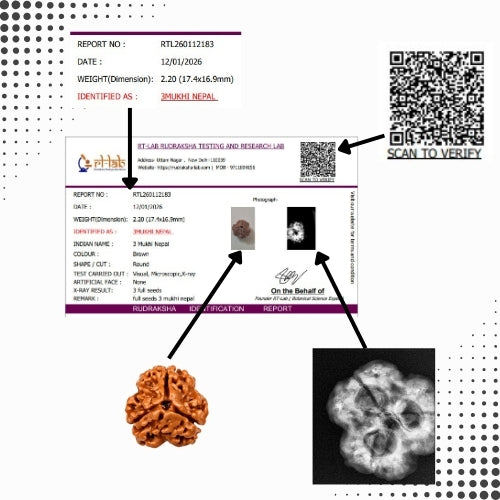 3 Mukhi Nepal Rudraksha (18–20mm) – Full Seed, X-Ray Certified Original Bead