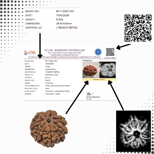 7 Mukhi Nepal Rudraksha (26mm+ Full-Seed Premium) With X-Ray – Wealth, Stability & Prosperity Bead