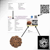 7 Mukhi Nepal Rudraksha (26mm+ Full-Seed Premium) With X-Ray – Wealth, Stability & Prosperity Bead