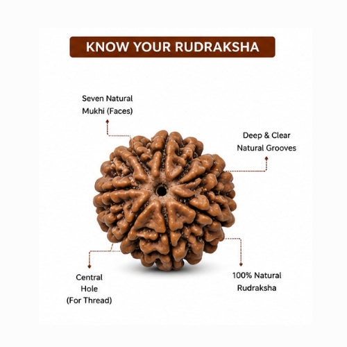 7 Mukhi Nepal Rudraksha (26mm+ Full-Seed Premium) With X-Ray – Wealth, Stability & Prosperity Bead