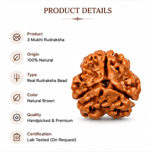 3 Mukhi Nepal Rudraksha (18–20mm) – Full Seed, X-Ray Certified Original Bead