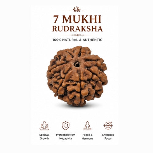 7 Mukhi Nepal Rudraksha (26mm+ Full-Seed Premium) With X-Ray – Wealth, Stability & Prosperity Bead