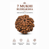 7 Mukhi Nepal Rudraksha (26mm+ Full-Seed Premium) With X-Ray – Wealth, Stability & Prosperity Bead
