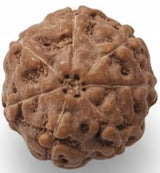Rudraksha 7 Mukhi Indonesia 17mm+ – Hạt nguyên vẹn được kiểm định trong phòng thí nghiệm kèm chứng nhận X-quang | Rudraksha-Store