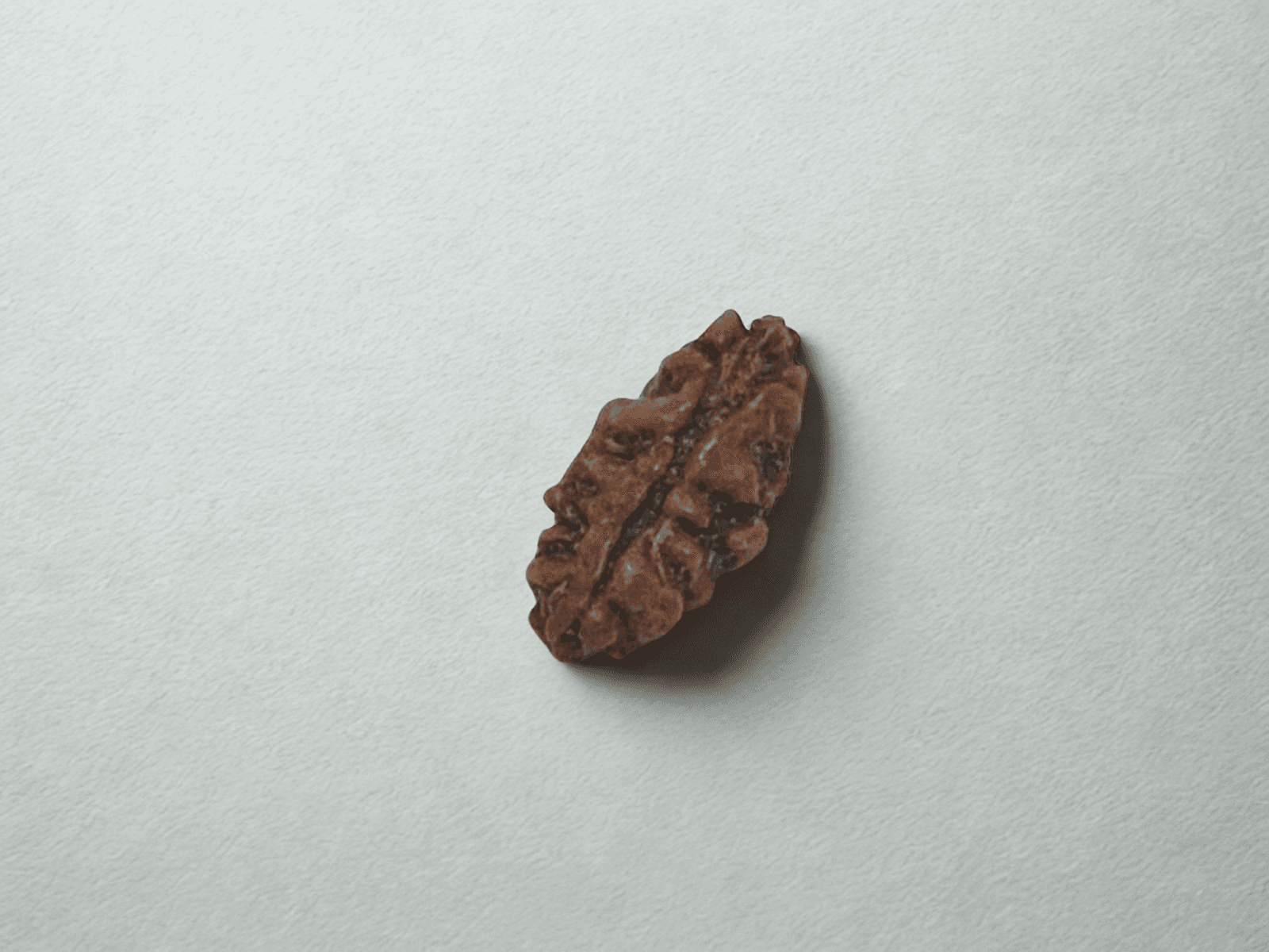 1 Mukhi Rudraksha (Small Size) – X-Ray Certified Divine Bead for Focus & Spiritual Growth