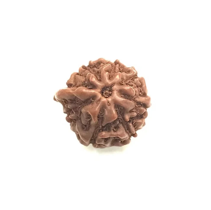 Ganesh Rudraksha Indonesian – X-Ray Certified Bead for Success, Wisdom & Obstacle Removal