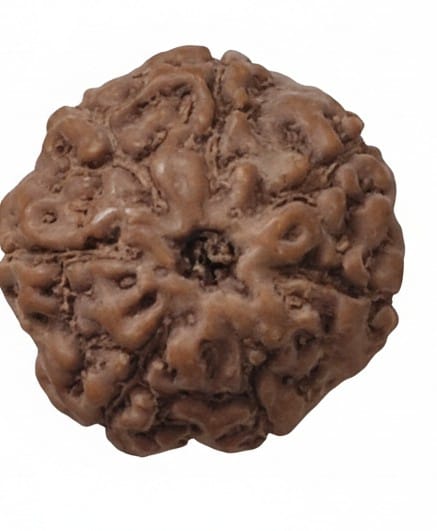 Rudraksha 7 Mukhi Indonesia 17mm+ – Hạt nguyên vẹn được kiểm định trong phòng thí nghiệm kèm chứng nhận X-quang | Rudraksha-Store