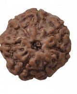 Rudraksha 7 Mukhi Indonesia 17mm+ – Hạt nguyên vẹn được kiểm định trong phòng thí nghiệm kèm chứng nhận X-quang | Rudraksha-Store