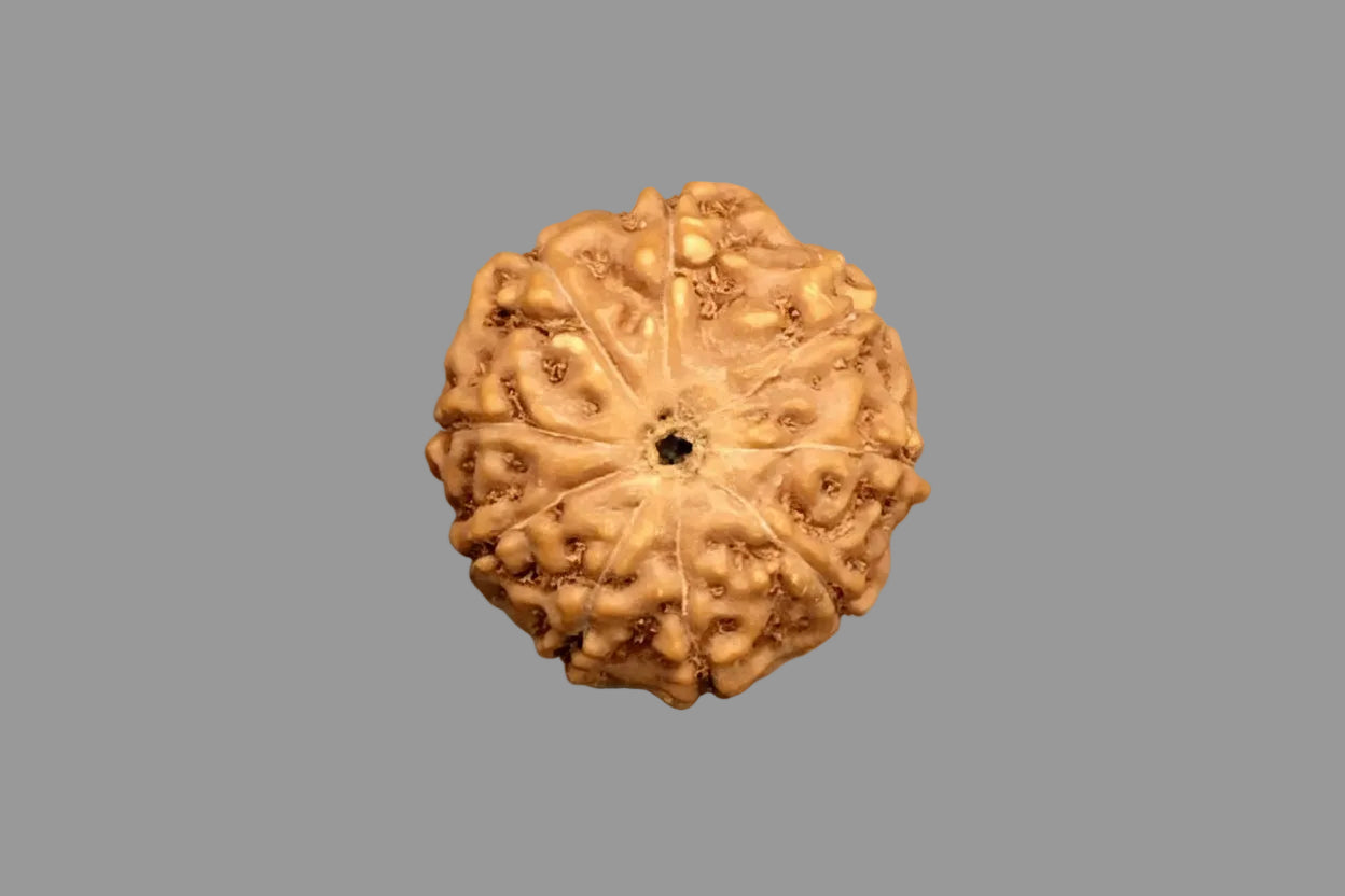Rudraksha 9 Mukhi của Indonesia (Kích thước lớn kèm ảnh X-quang) – Năng lượng thiêng liêng của Nữ thần Durga mang đến sức mạnh, sự bảo vệ & lòng dũng cảm