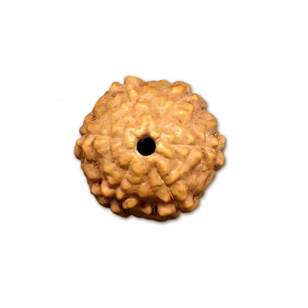 6 Mukhi Indonesian Rudraksha – X-Ray Certified Bead for Confidence, Discipline & Emotional Balance