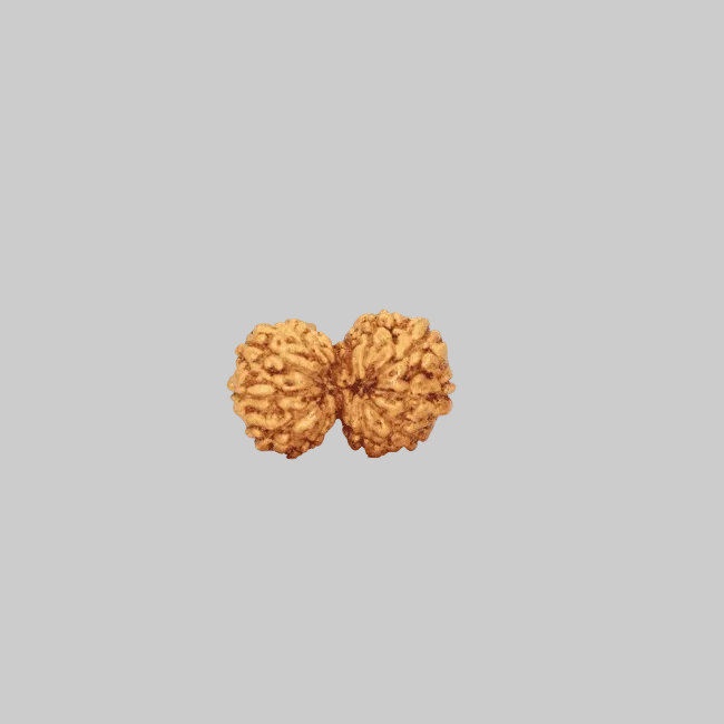 Rudraksha Gaurishankar Indonesia Cỡ Nhỏ