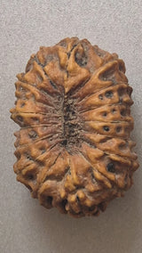 Rudraksha Indonesia 17 Mukhi (16mm+ kèm X-Quang) – Ân Sủng Thần Thánh của Nữ Thần Katyayani cho Sự Thịnh Vượng, Các Mối Quan Hệ & Phát Triển Tâm Linh