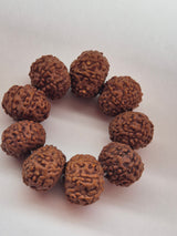 7 & 8 Mukhi Rudraksha Combo (11–14 mm) – X-Ray Certified Beads for Wealth, Business Growth & Success