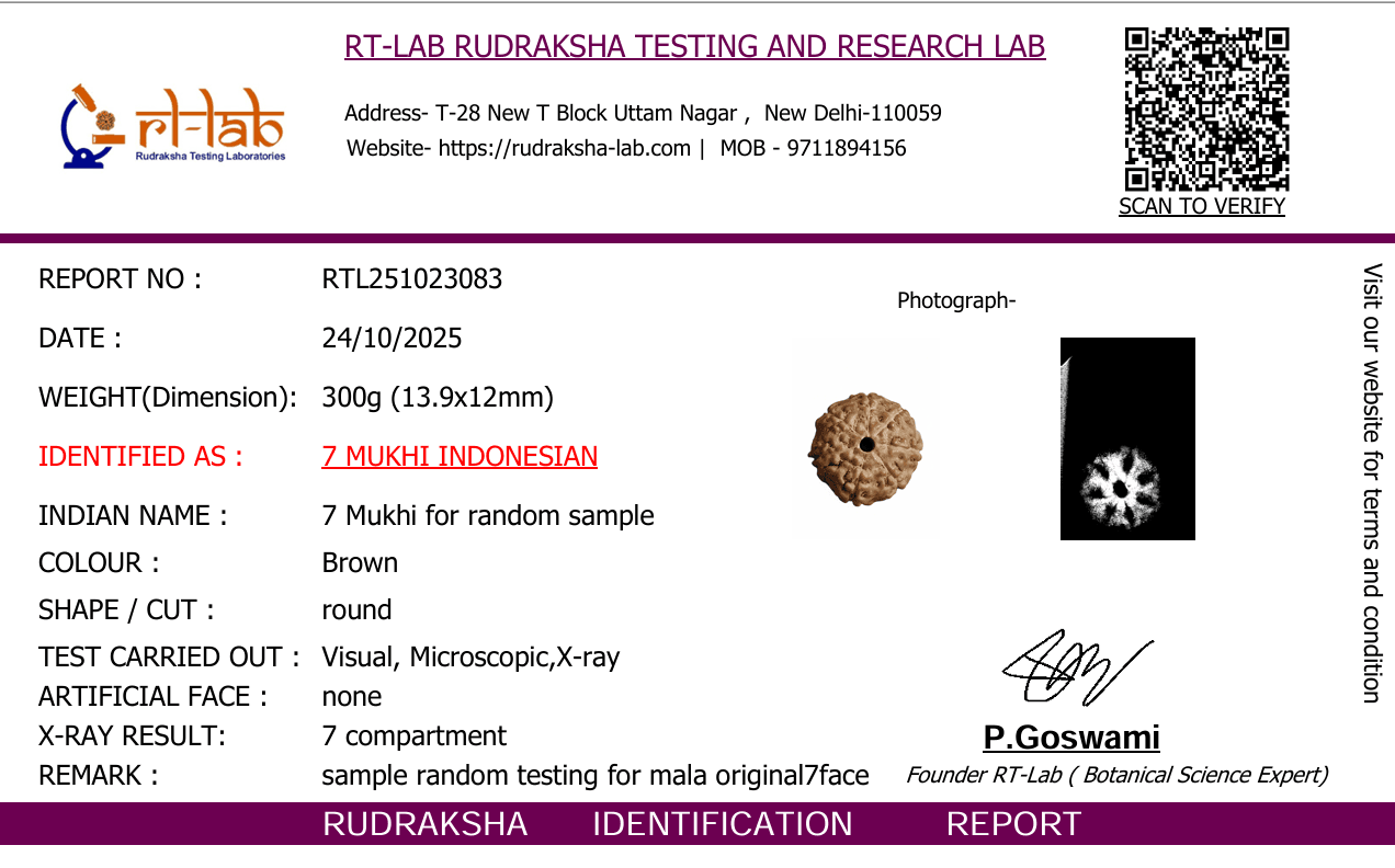 Vòng 7 Mukhi Rudraksha – 108+1 hạt (Nguồn gốc Indonesia, 11–15mm)