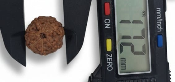 Rudraksha 7 Mukhi Indonesia 17mm+ – Hạt nguyên vẹn được kiểm định trong phòng thí nghiệm kèm chứng nhận X-quang | Rudraksha-Store