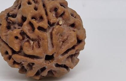 Discovering the Power of 5 Mukhi Rudraksha and Its Benefits