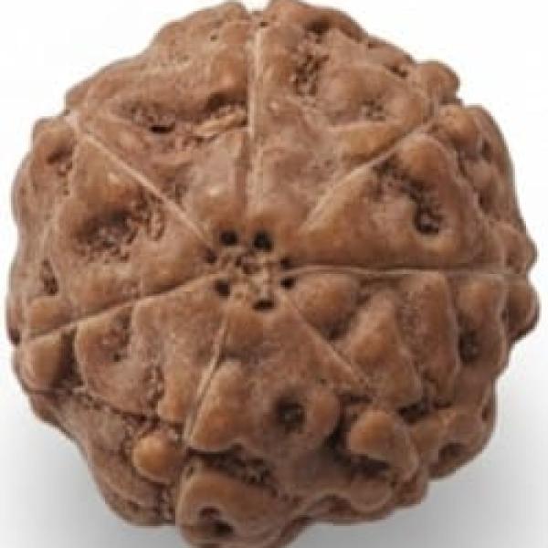 7 Mukhi Indonesian Rudraksha 17mm+ – Lab Certified Full Compartment Bead with X-Ray Certificate | Rudraksha-Store