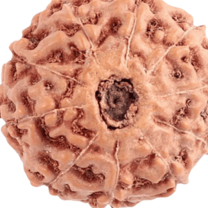 Indonesian Rudraksha