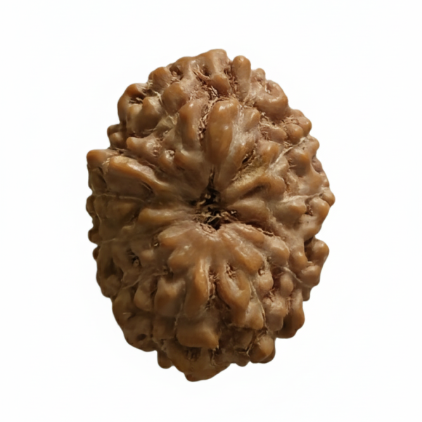 🌞12 Mukhi Indonesian Rudraksha (12–14mm with X-Ray) – Radiance of Lord Surya for Leadership, Confidence & Vitality