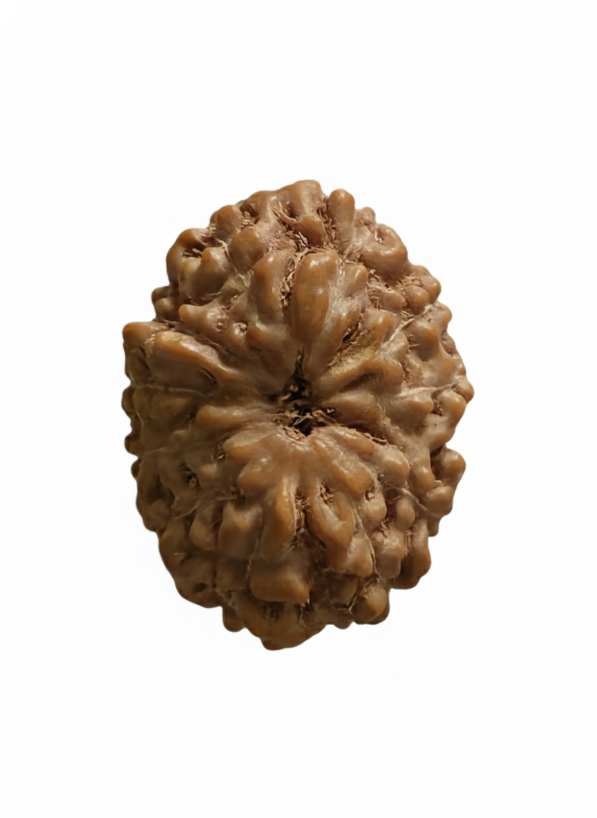 🌞12 Mukhi Indonesian Rudraksha (12–14mm with X-Ray) – Radiance of Lord Surya for Leadership, Confidence & Vitality